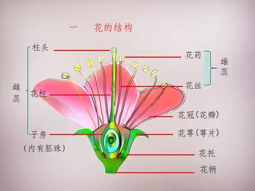 花的结构和类型ppt