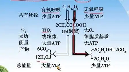 [天星学堂]高考冲刺考点—有氧呼吸与无氧呼吸的比较