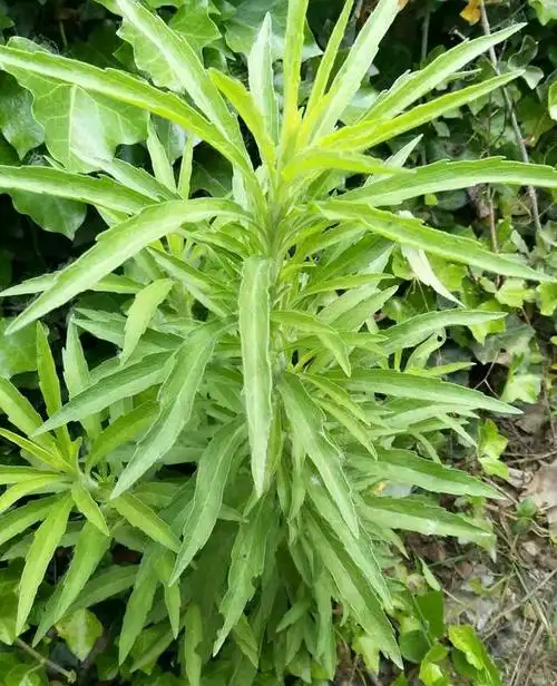 飞蓬草,这名字听起来就带着股自由自在,随风飘摇的气息,其实它在植物