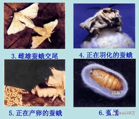 小朋友最喜欢的宠物蚕宝宝