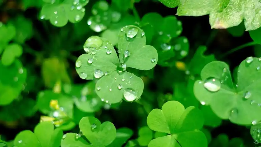 幸运三叶草清新护眼微距摄影,植物-回车桌面