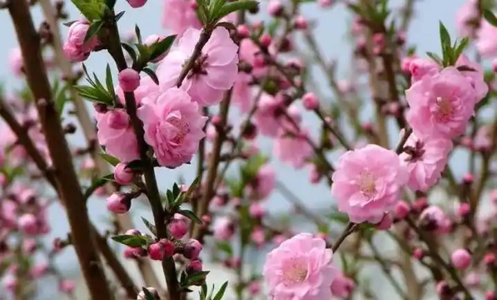 2桃花开了,花瓣挨挨挤挤的,远远望去像一个个粉色的绒球.