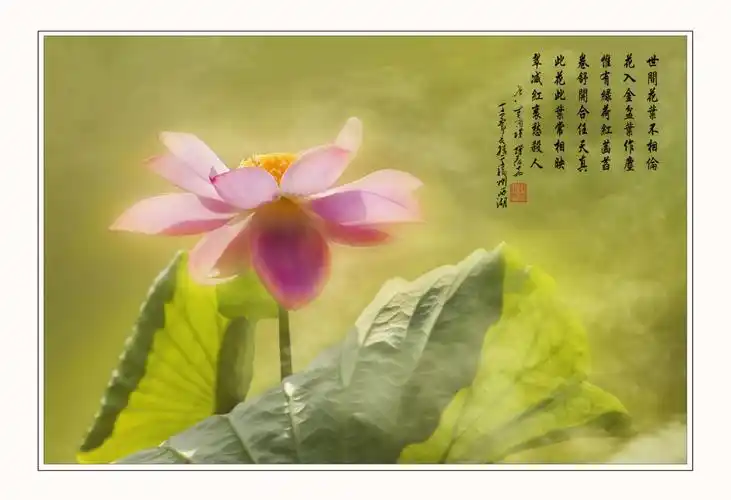 清新淡雅,诗意荷花