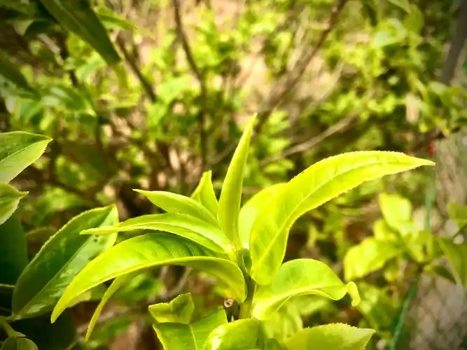 王建予老师的冰岛糯伍古茶树