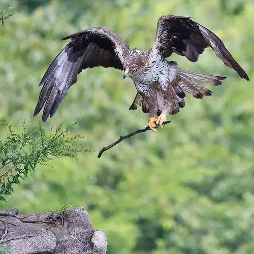 其它 隼的速度 雕的凶猛～白腹隼雕 写美篇雌雄老鹰同框,很难得哦