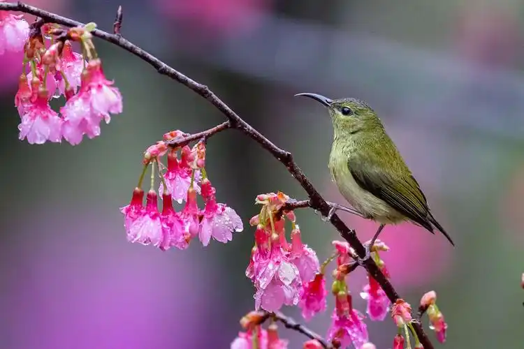 最美花鸟图——樱花与叉尾太阳鸟