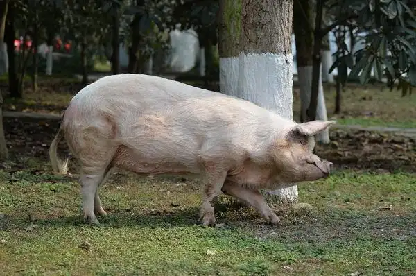 城事汶川地震幸存的猪坚强因腿伤卧地无法外出散步
