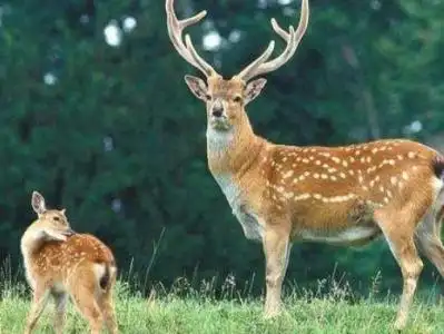 梅花鹿马鹿等被剔除出国家畜禽遗传资源目录?农业农村部回应