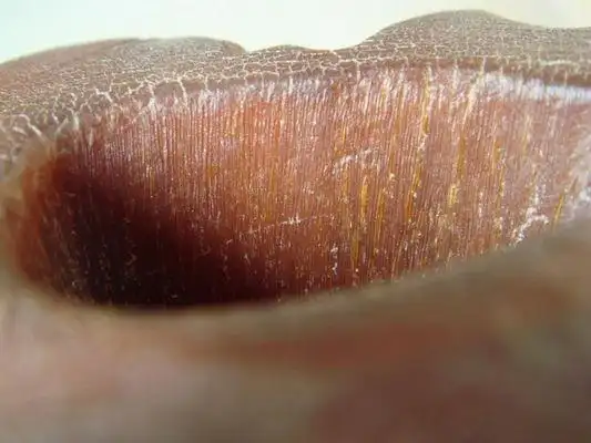 犀牛角鉴别(犀牛角鉴别有图有真相)