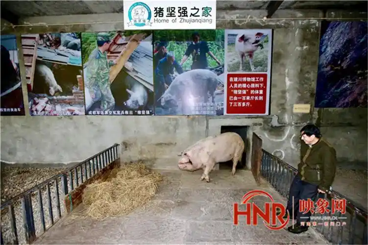 猪坚强离世回顾14年生命历程