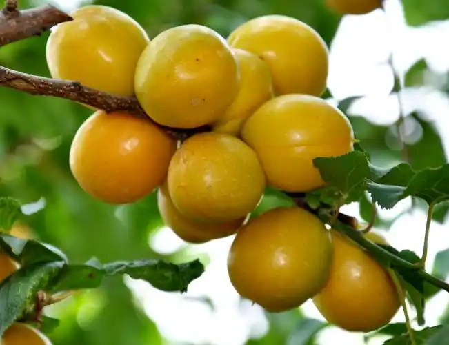 "金光"杏梅开摘,持证可享免费品尝,"买五送一"