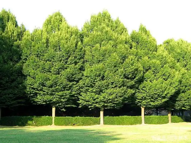 上海,南京,杭州,宁波,苏州,无锡等城市行道树树种的选择标准