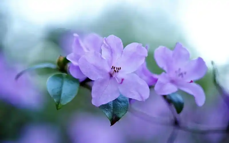 春天唯美花卉植物高清桌面壁纸