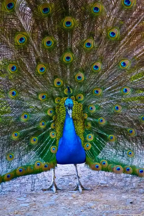 近距离展示其美丽的羽毛的孔雀