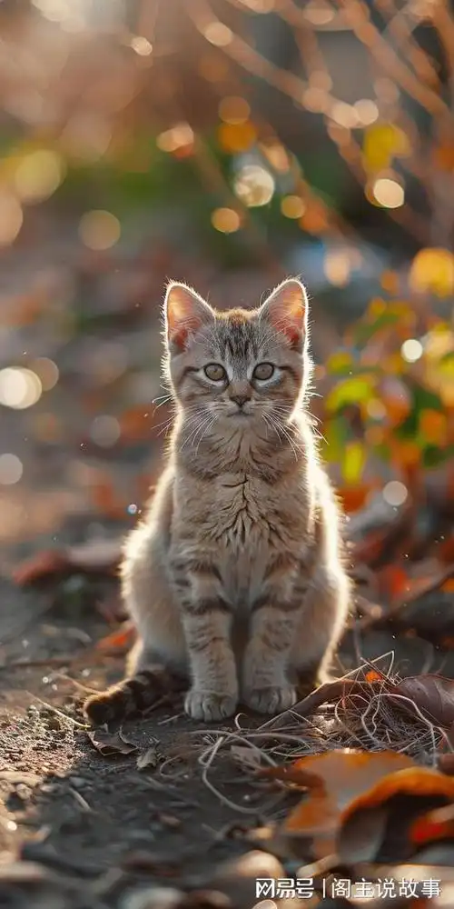 手机壁纸治愈系萌猫壁纸让你的手机瞬间变软萌