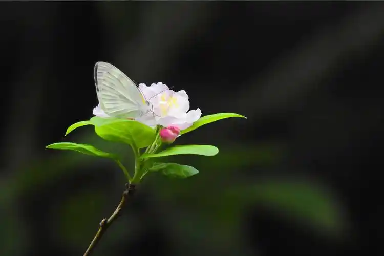 惊蛰丨传统节气中的劳动教育二