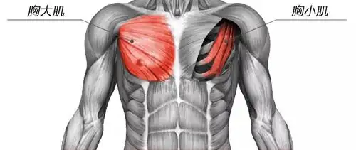 超级干货胸肌撕裂频发杠铃卧推还能不能练