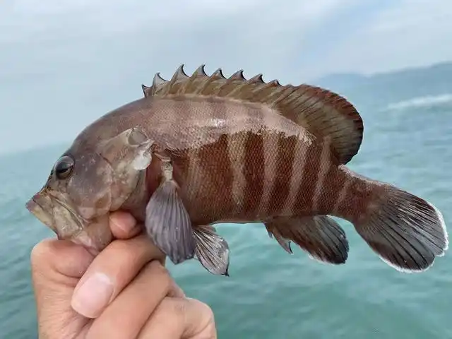 乱石礁洞的石狗公鱼