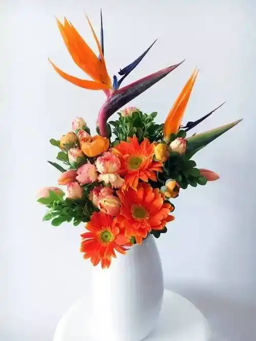 原来真正的天堂鸟这么美