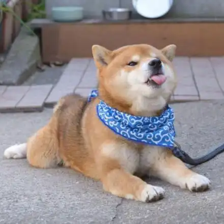 doge略略略小舌头 - 斗图表情包 - 斗图达人