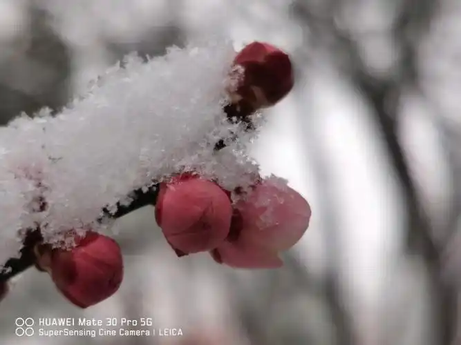 雪中的梅花真的好美呀