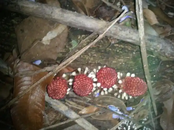 这是什么东西,是一种菌类,版纳当地叫马鹿奶,学名叫什么?