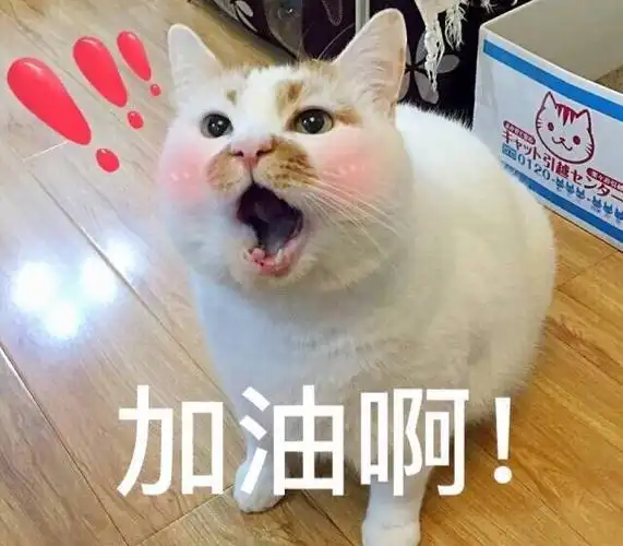 萌宠喵星人加油啊鼓励呆萌可爱gif动图_动态图_表情包下载_soogif