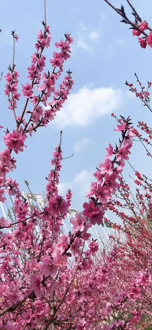 桃花盛开,景色迷人,鲜艳夺目,令人陶醉.