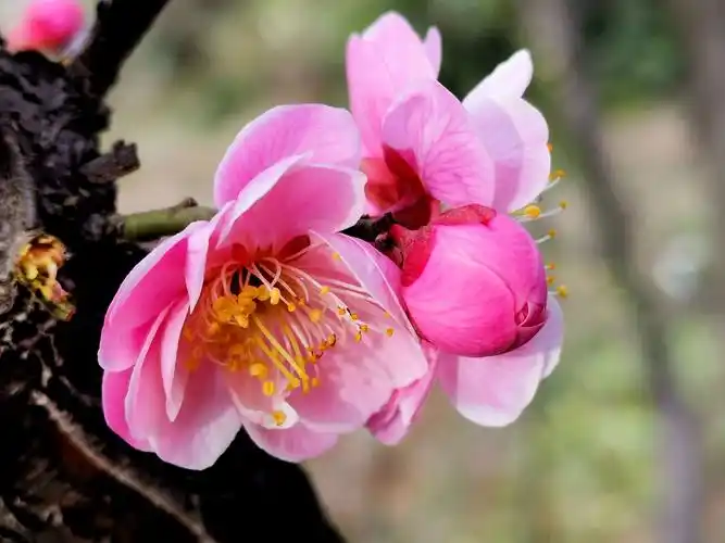 赏心乐事谁家院,早春二月赏梅花