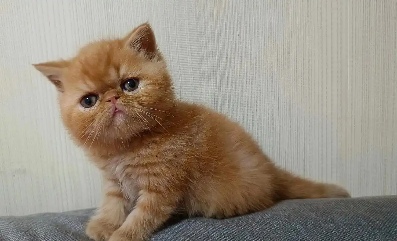 超漂亮的一只红虎斑加菲小妞,你心动了吗?#小奶猫的成长日记  - 抖音