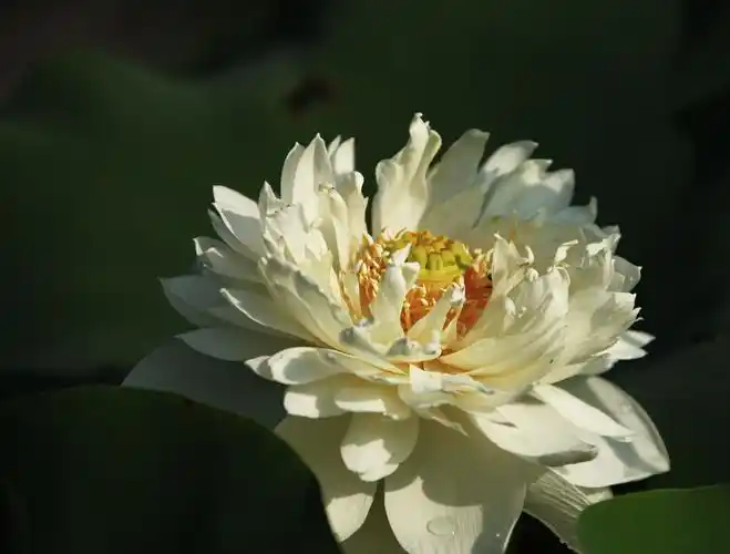 标题:《千瓣莲》