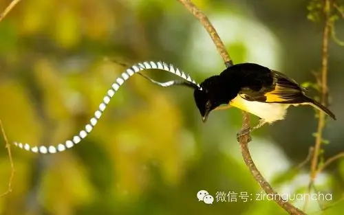 天堂鸟中的奇葩,很难相信它是真的