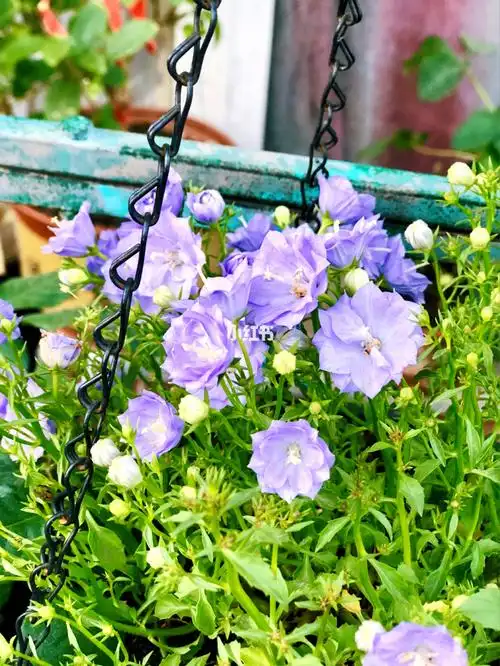丹麦风铃草的养殖方法和注意事项-百科大全-皮村电商