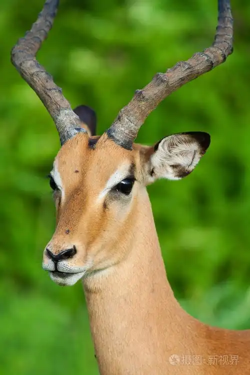 野生的非洲羚羊