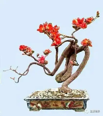 木棉花不仅好看还可入药