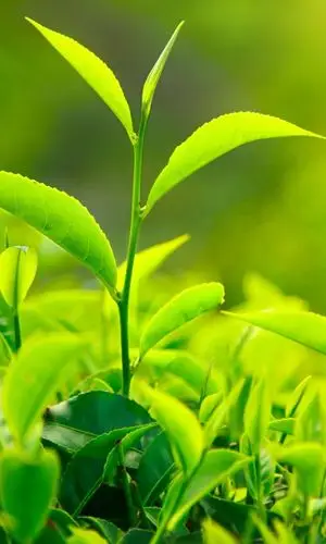 绿色生命手机壁纸(1/1)