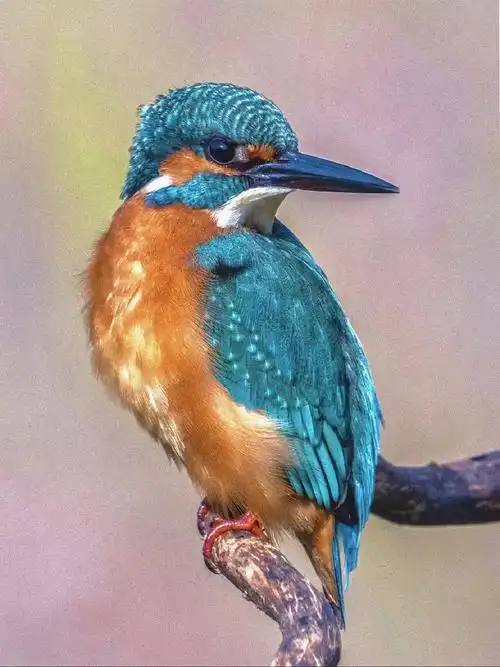 翠鸟图片来啦,简直美到爆炸!