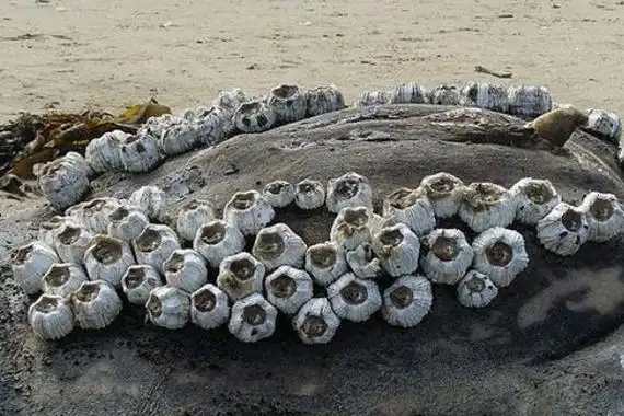 是大规模的聚集附着在鲸鱼或者岩石上,看起来让人不禁产生密集恐惧症