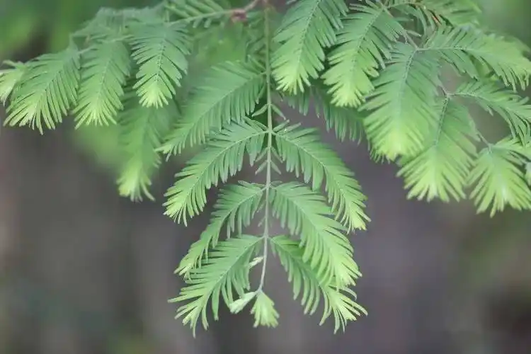 观察一棵树-水杉(29)_螳螂_若虫_叶子