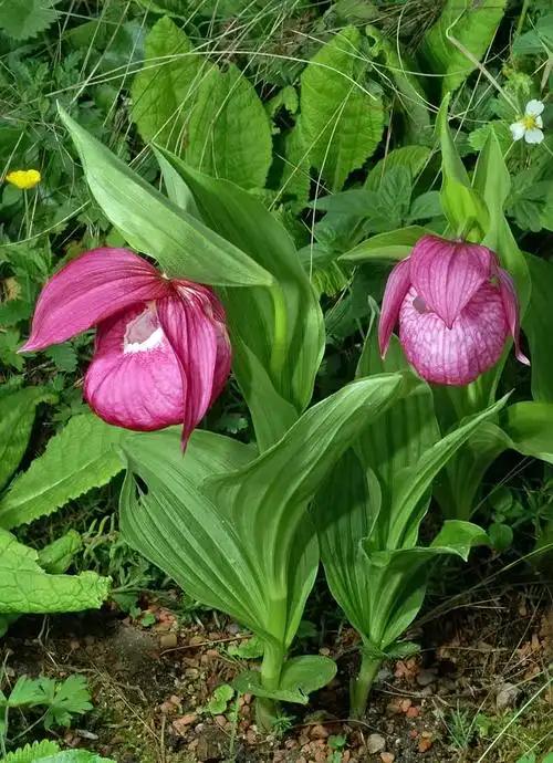 毛杓兰cypripedium franchetii e. h. wilson