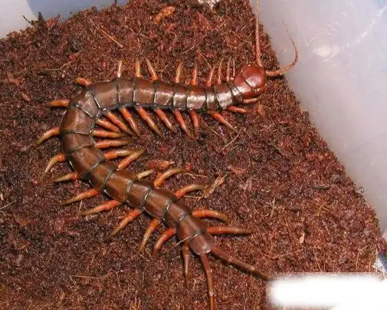 世界上最大的蜈蚣,加拉帕格斯巨人蜈蚣0.6米(能吃蛇)