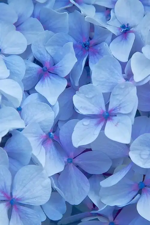 蓝色绣球花,花瓣,水滴 iphone 壁纸