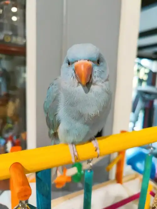 蓝月伦鹦鹉新玩具