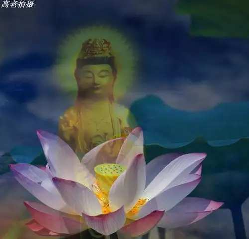 【原创摄影】佛国莲花 - 高老 - 高老