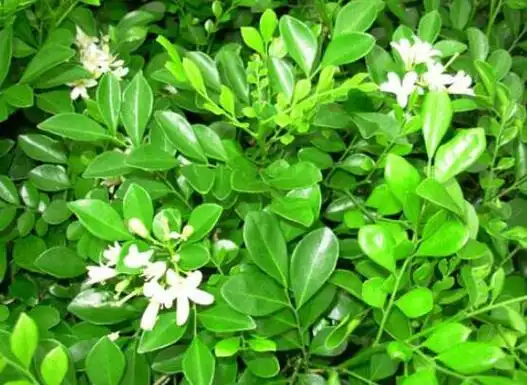 七里香和九里香的区别,教你三种区别方法(形态/生长/作用)