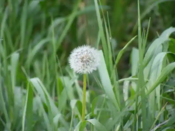 p>亚洲蒲公英(学名: i>taraxacum asiaticum  /i>dahlst.