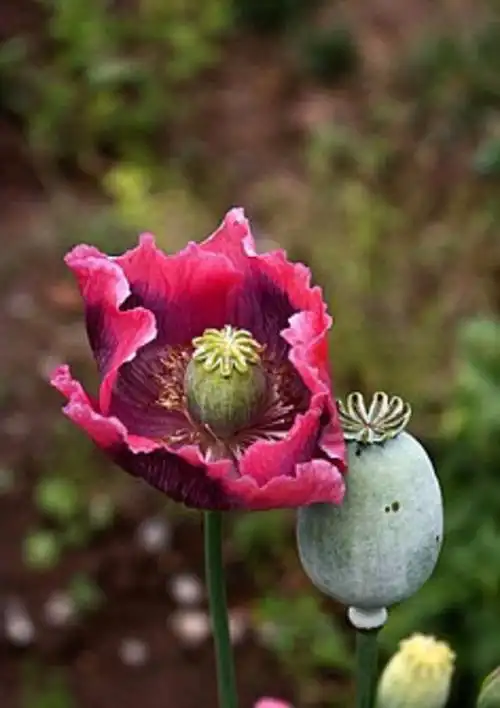 一,非法种植罂 粟不满五百株以下的:《治安管理处罚法》第七十一条 有