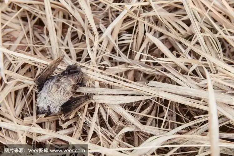 枯草中躺着的死蝙蝠
