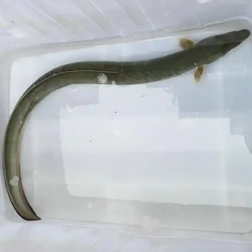 苏北野生鳗鱼淡水鳗新鲜河鳗活鳗鱼活体现杀河鳗白鳝白鳗鳗鲡500g