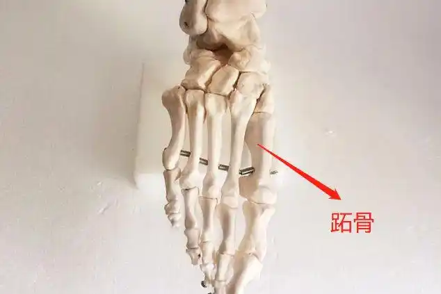 脚骨骼结构图